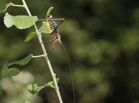 Barbitistes serricauda ??